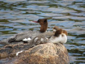 Birds on a rock