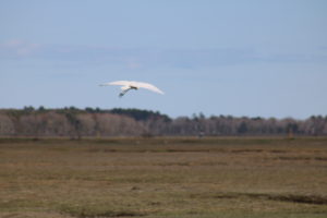 egret flying across marsh land