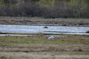 egret walking across marsh land