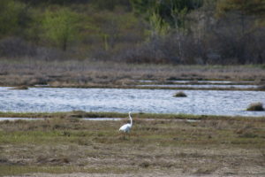 egret standing in the marsh