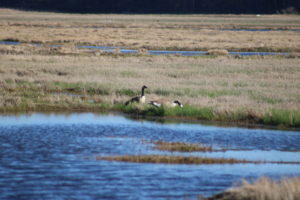 canada geese on the edge of water in the marsh