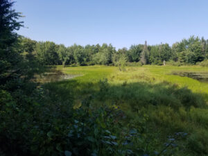 Marsh scenery from building at Magalloway river trail