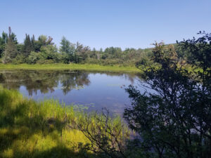 Picture of water grass and trees from building